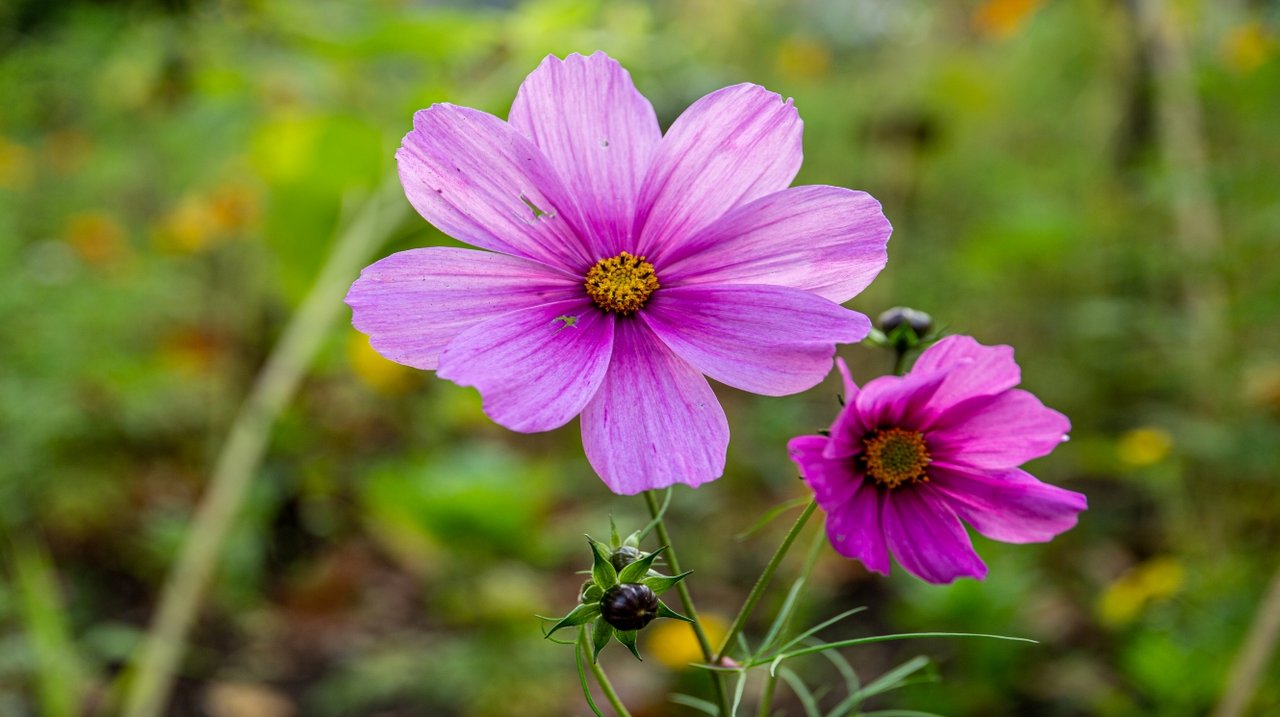 Foto: zwei lilafarbene Blüten, im Hintergrund ein unscharfes Blumenbeet 